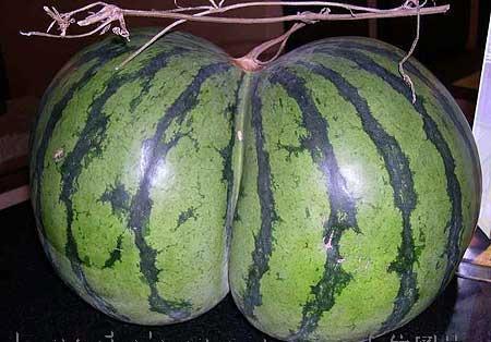 watermelon-shaped-like-ass.jpg